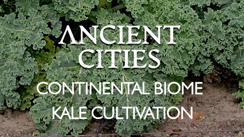 Continental Biome : Kale cultivation