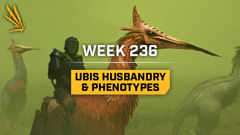 Ubis Husbandry & Phenotypes