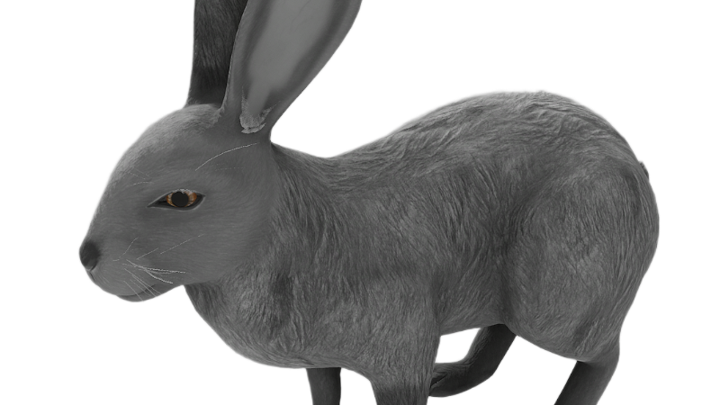 Tusked Rabbit Project Hunt - 2025-11-13 Patch Notes - Wild Rabbit Visual Update ...
