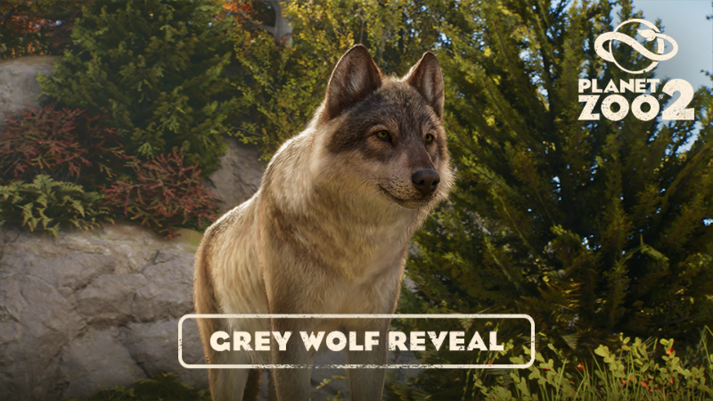 Planet Zoo 2 | Meet the Grey Wolf