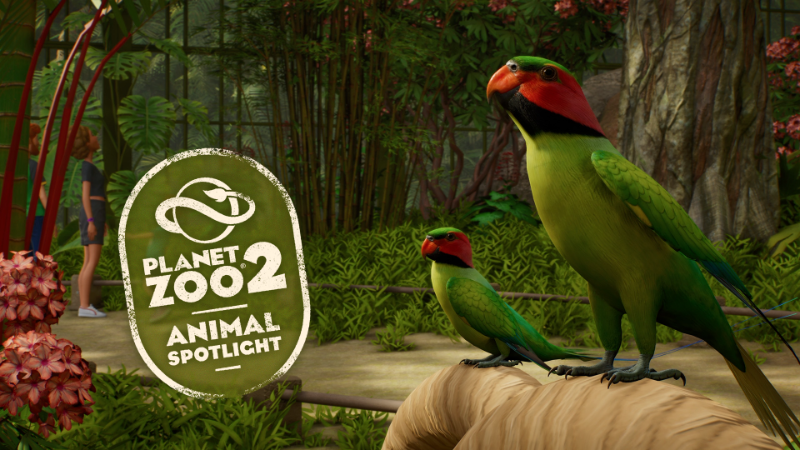 Animal Spotlight: Long-tailed Parakeet