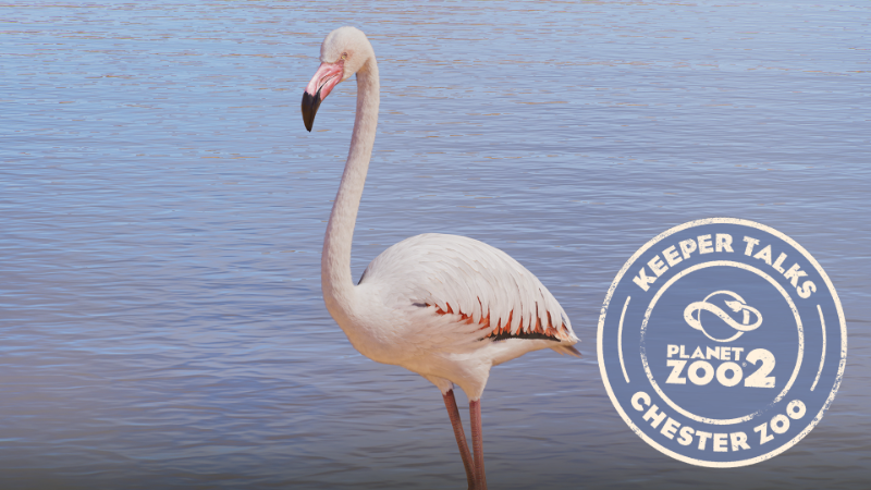 Planet Zoo 2 | Keeper Talks - Greater Flamingo